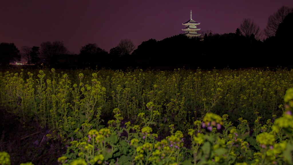 五重塔ライトアップと菜の花