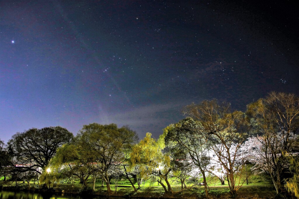 夜桜と星空