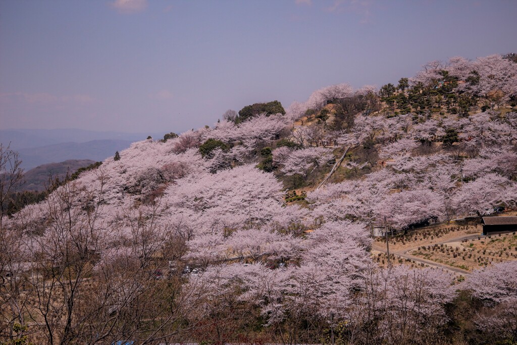 桜の山