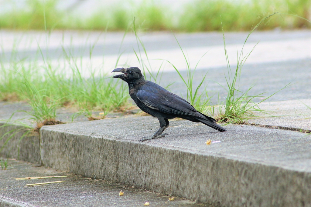 カメラ目線のカラスさん