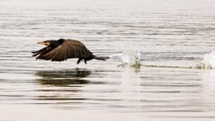 カワウの離水
