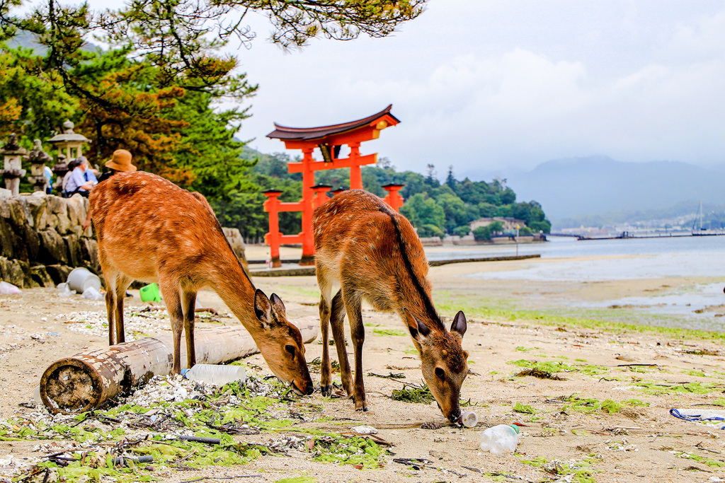 鹿と鳥居