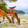 鹿と鳥居