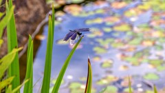 池の蝶蜻蛉