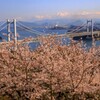 瀬戸大橋と桜です！！