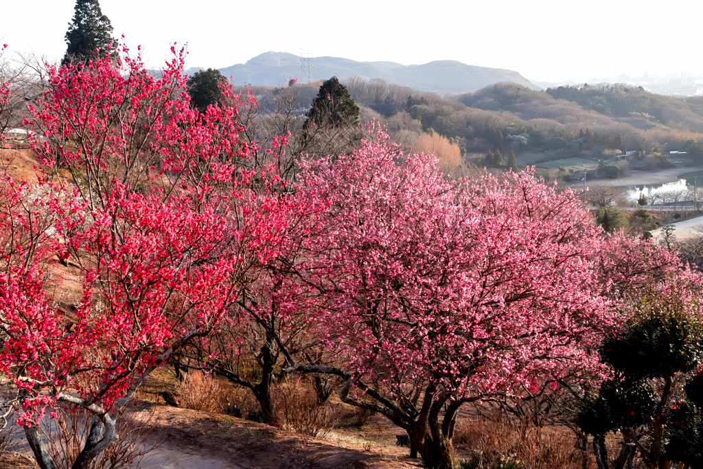 二色の梅 by kei2021 （ID：13379872） - 写真共有サイト:PHOTOHITO