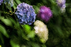 ミラーレンズで撮った紫陽花です！