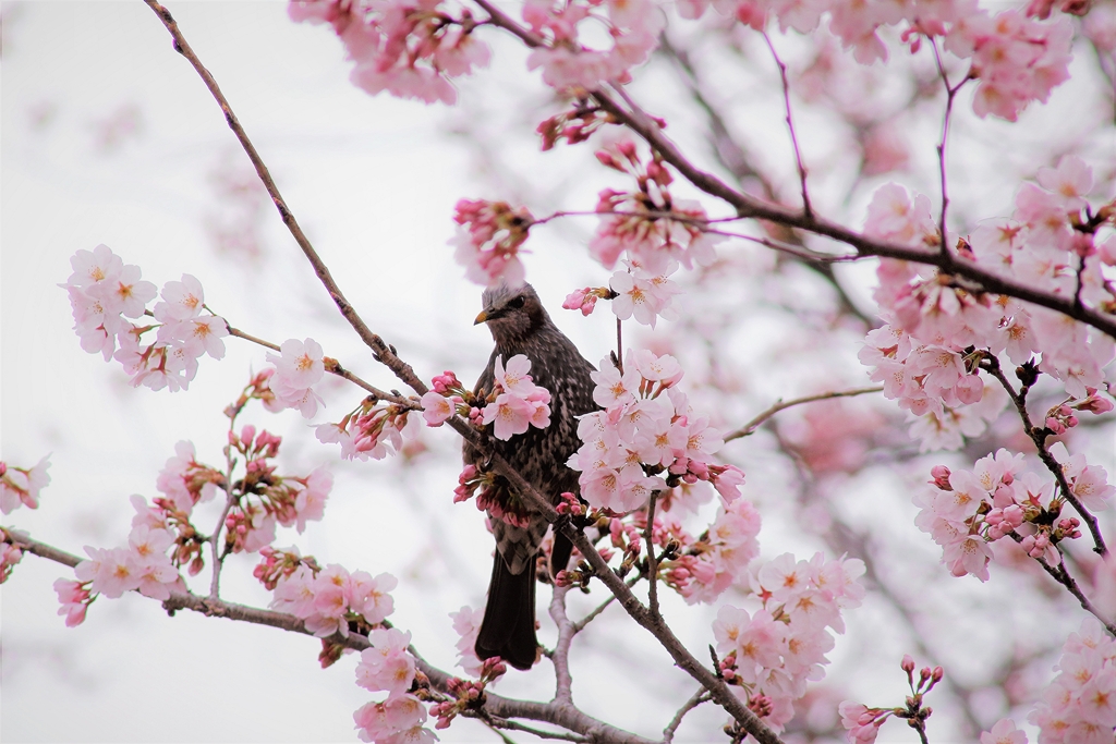 桜とヒヨドリさん