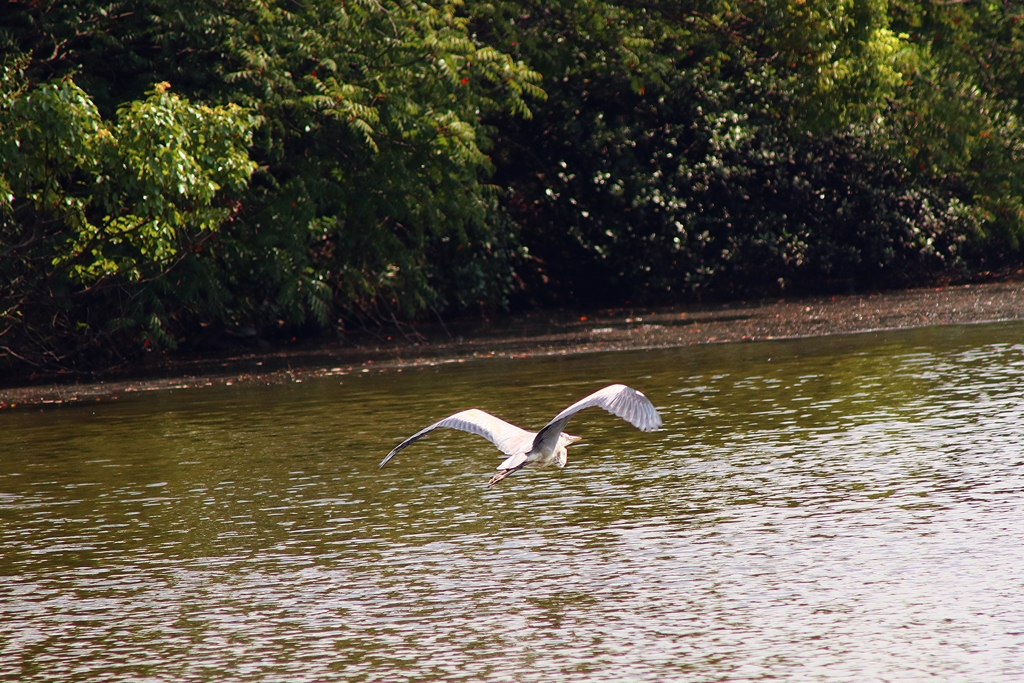 遊水池の水鳥 (鷺) ①