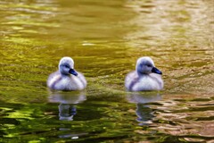 コブ白鳥の雛です！