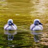 コブ白鳥の雛です！