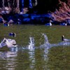 水面を走る！