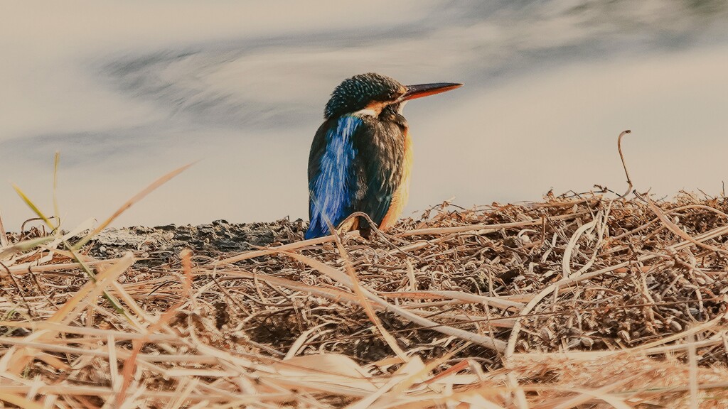 黄昏れるカワセミさん！