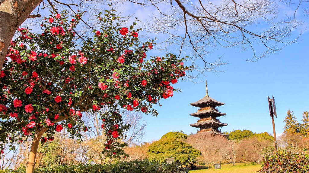 山茶花と五重塔