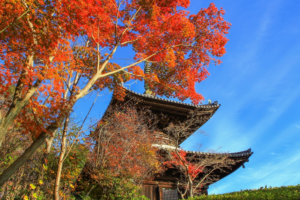  多宝塔と紅葉！