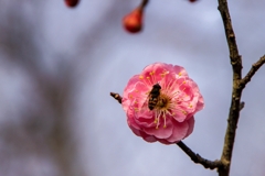 紅梅の花