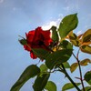 赤い薔薇