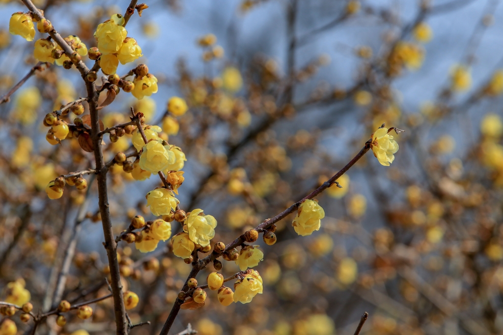最近の暖かさで開花が進んでます！！