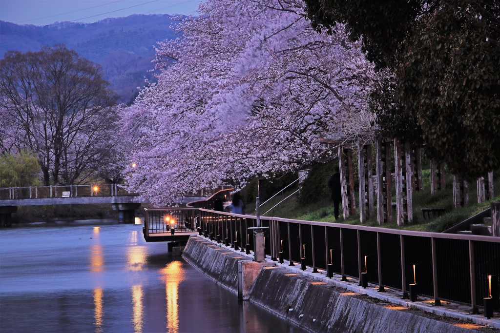 倉敷市酒津公園の夜桜