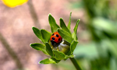 菜園のテントウムシ