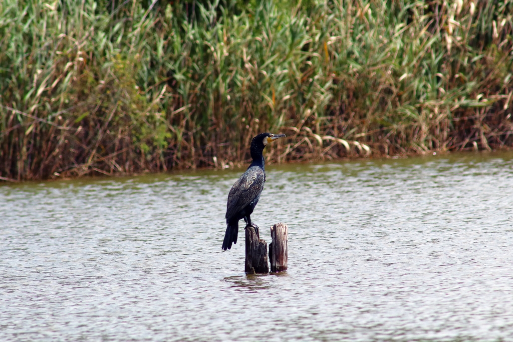 遊水池の水鳥 (鵜) ②