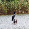 遊水池の水鳥 (鵜) ②