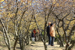 公園の蝋梅