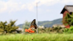 キバナコスモスとアゲハ蝶②