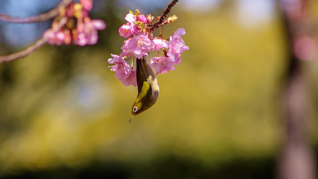 河津桜とメジロ