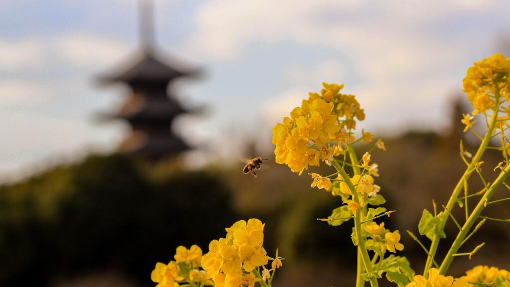 菜の花と蜜蜂