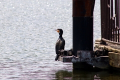 公園の水鳥 (鵜) ①