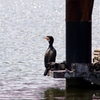 公園の水鳥 (鵜) ①