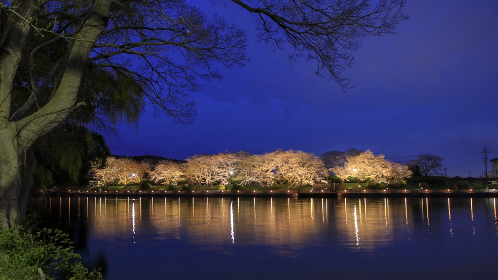 公園の夜桜です！①