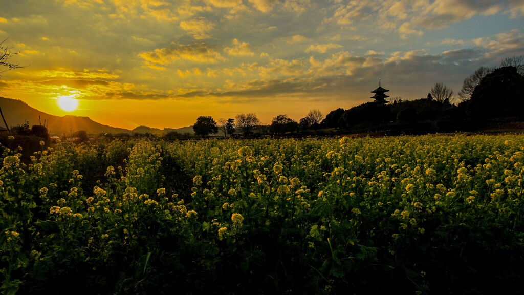 菜の花と五重塔の夕景