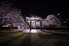 倉敷市水島緑地公園の夜桜