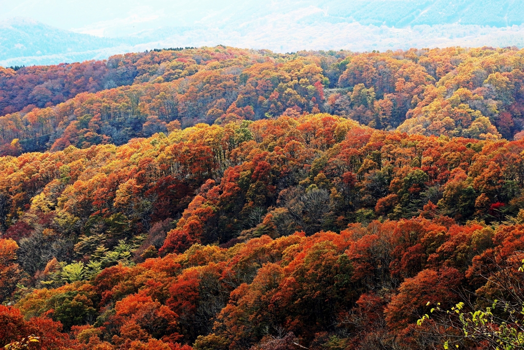 大山･蒜山の紅葉 ③