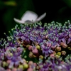 額紫陽花
