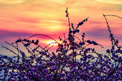 梅と夕陽