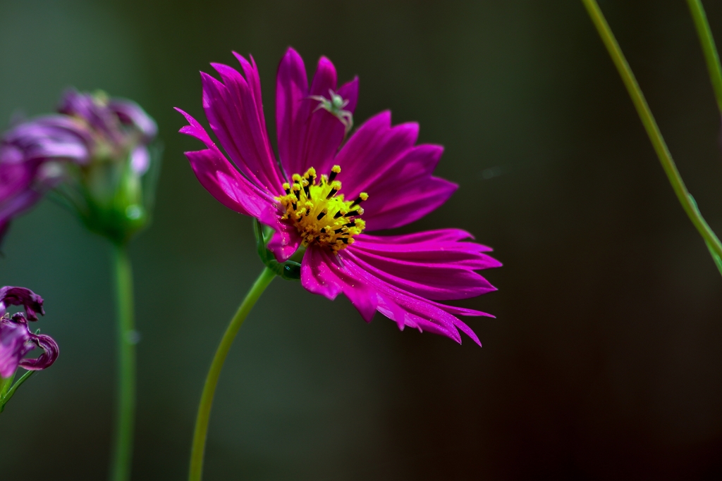綺麗な花には・・・・