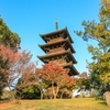 色づきはじめた紅葉と五重塔①