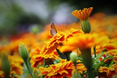マリーゴールドとベニシジミ蝶