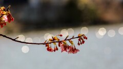 咲き始めた河津桜