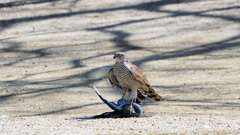 ツミさんだと思うのですが・・・？