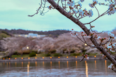 公園の夜桜です！③