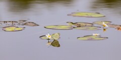 鏡蓋(ががぶた)とモンシロチョウ①