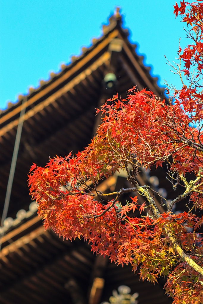 色づきはじめた紅葉と五重塔②