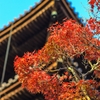 色づきはじめた紅葉と五重塔②