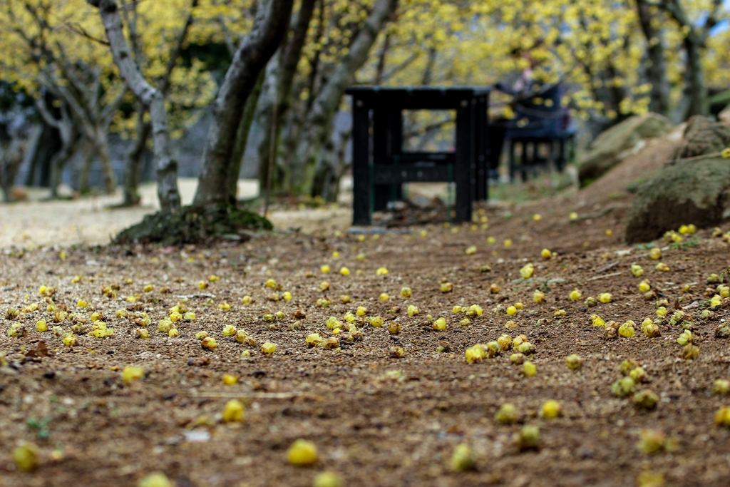 蝋梅の落ち花