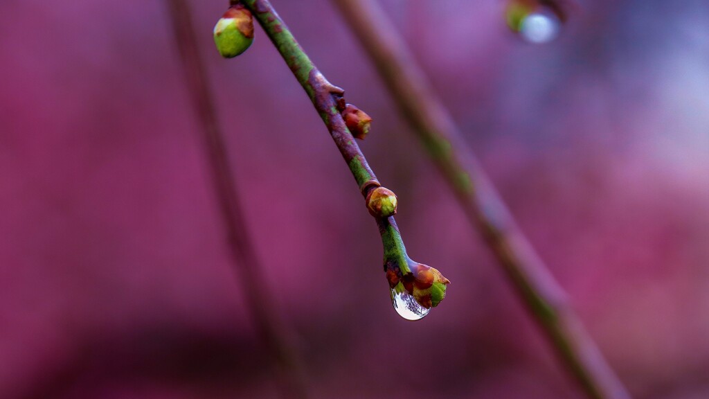 蕾の雫