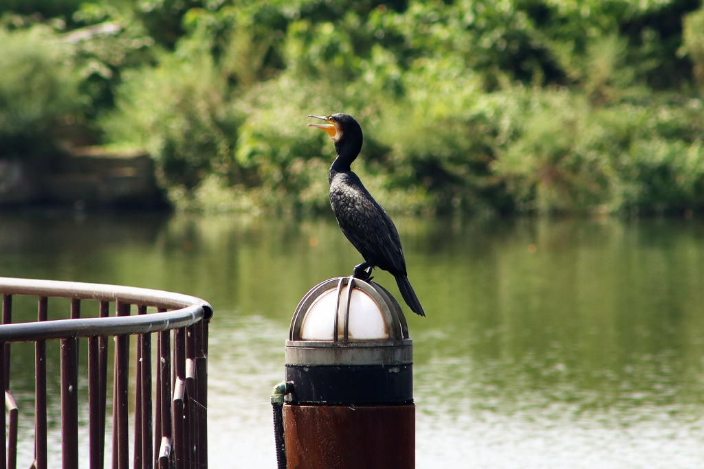 公園の水鳥 (鵜) ②
